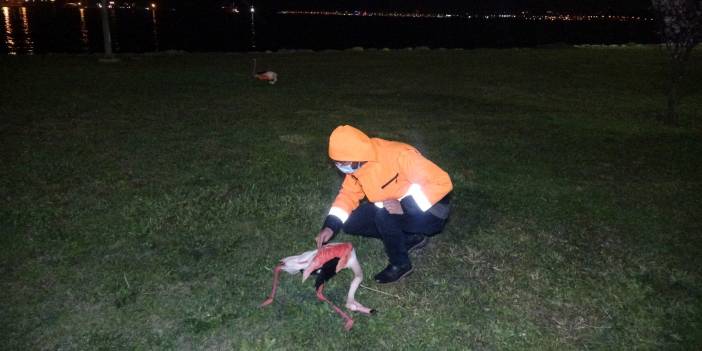 İzmir'de sahilde bulunan 9 flamingonun ölüm nedeni belirlendi