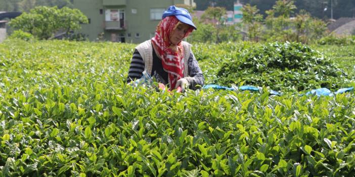 Karadeniz'de çay hasadı öncesi karantina önerisi