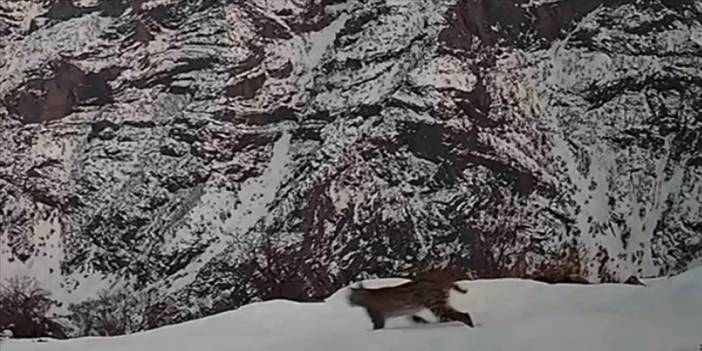 Tunceli'de nesli tükenme tehlikesindeki vaşak fotokapanla görüntülendi