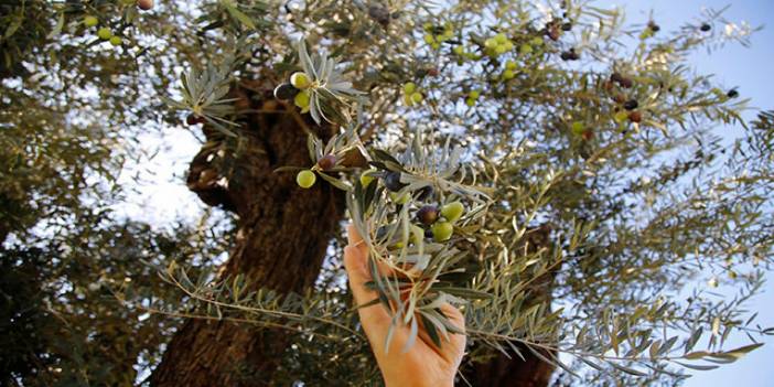 Balıkesir'de zeytin tarlasına otel yapmak için ihaleye çıkıldı