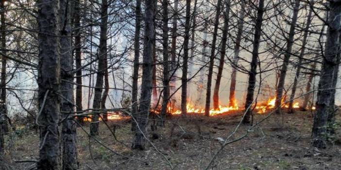 Tekirdağ'da 5 noktada orman yangını