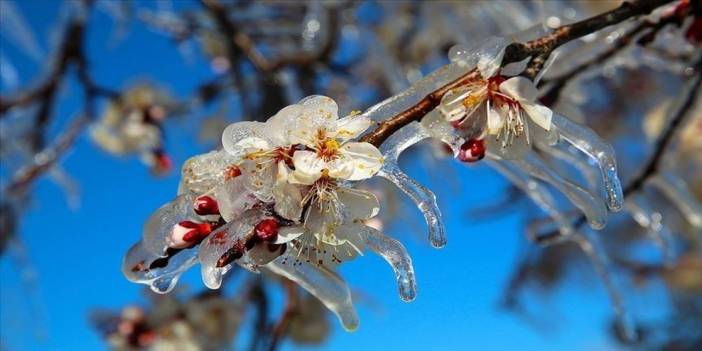 Meteoroloji'den 5 il için zirai don uyarısı