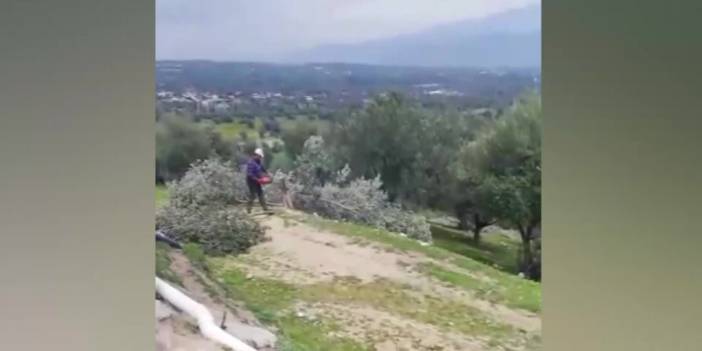 AKP'li belediye, TOKİ için 200 zeytin ağacını söktü