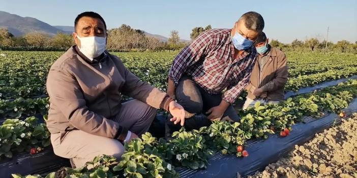 Çilek üreticileri borç çıkmazında: Hükümete destek çağrısı yaptılar