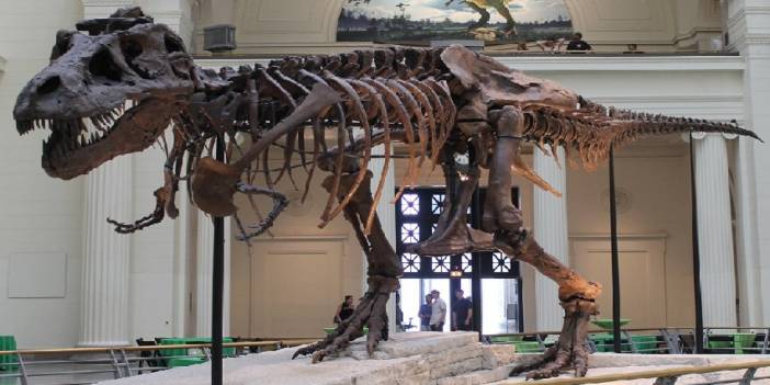 "Dünyada 2.5 milyar T-rex yaşamış olabilir"