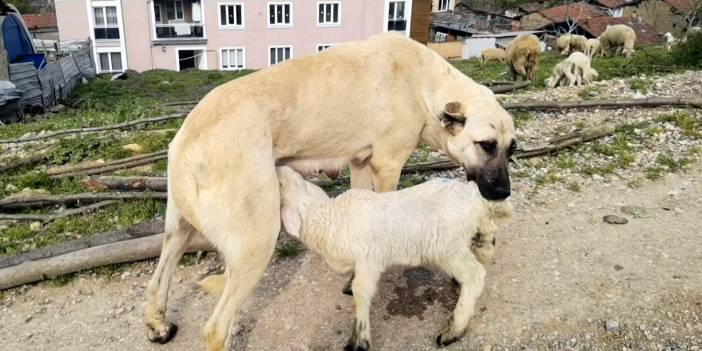 Hem çoban köpeği hem süt annesi