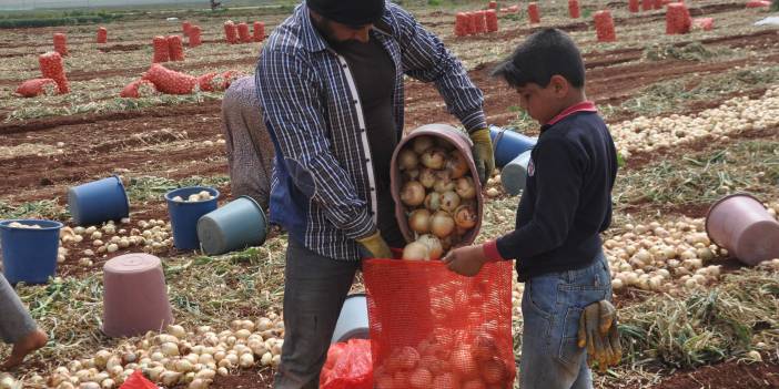 Reyhanlı’da kuru soğan hasadı başladı