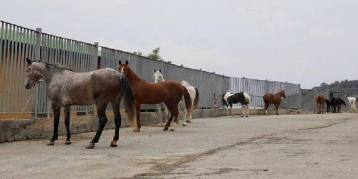 'Atlar satıldı, Ülkü Ocakları'na bağış yapıldı'