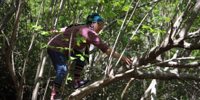 Rize İkizdere'de ağaç tepesinde doğa nöbeti