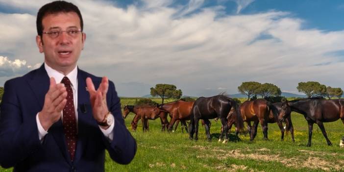 İmamoğlu'ndan Erdoğan'a kaybolan atlarla ilgili yanıt