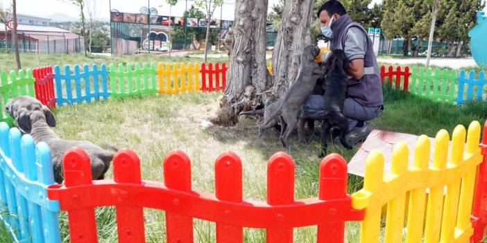 Köpeklerine eziyet eden kadın gözaltına alındı