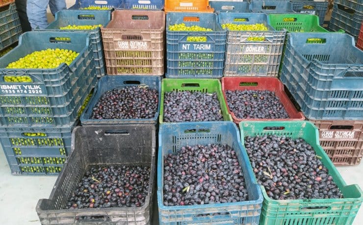 2022/10/25/rekolte-yukseldi-zeytin-20-liradan-satildi-001.jpg