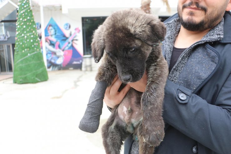 Yavru köpeğe günlerce işkence! Kuyruğu, kulakları ve patisi kesilip, boğazı delinen 'Mucize' köpek tedaviye alındı