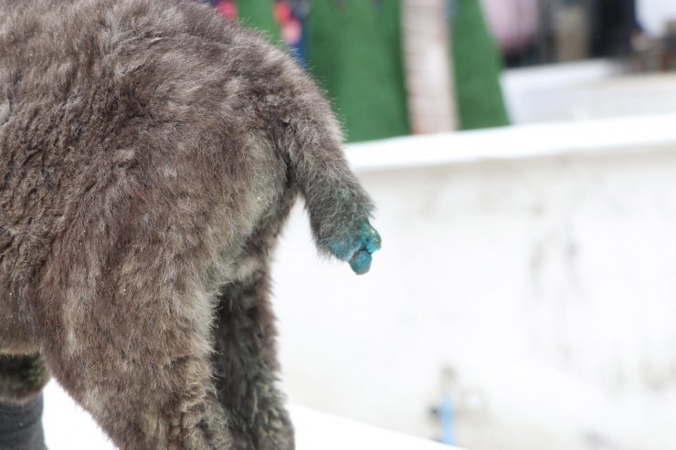 Yavru köpeğe günlerce işkence! Kuyruğu, kulakları ve patisi kesilip, boğazı delinen 'Mucize' köpek tedaviye alındı