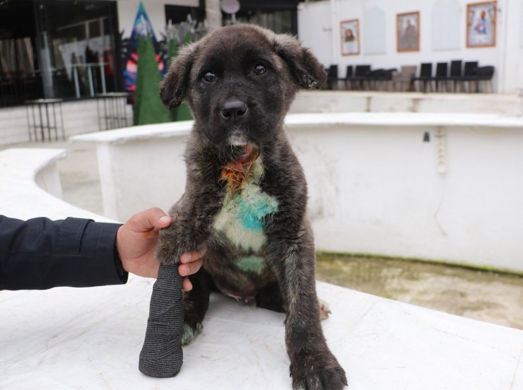 Yavru köpeğe günlerce işkence! Kuyruğu, kulakları ve patisi kesilip, boğazı delinen 'Mucize' köpek tedaviye alındı