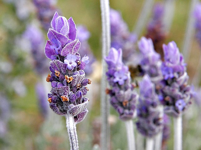 single-lavender-flower02.jpg