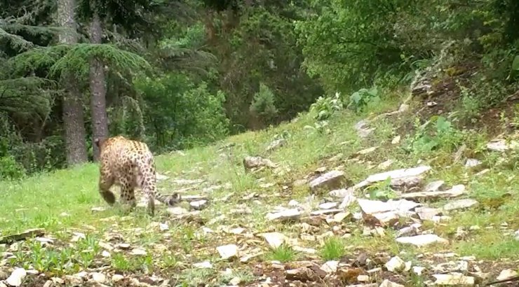 Anadolu Leoparı Günde 25 Kilometre Dolaşmış