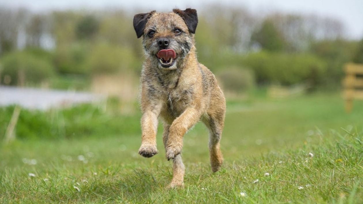 border-terrier.jpg