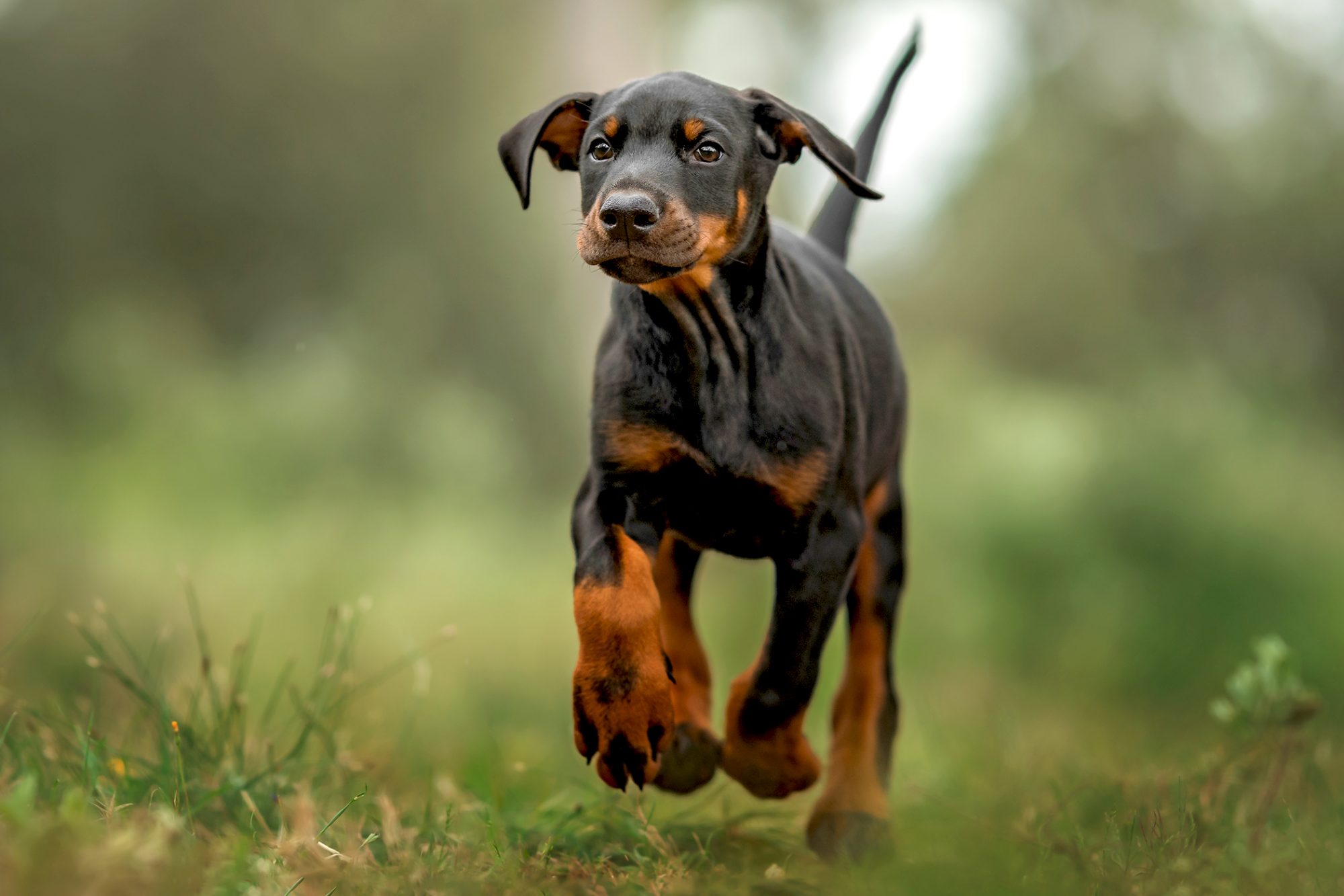 doberman.jpg