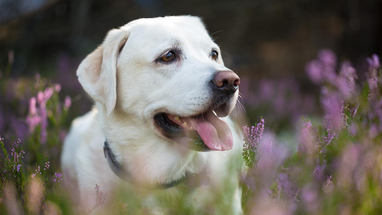 labrador-retriever.jpg