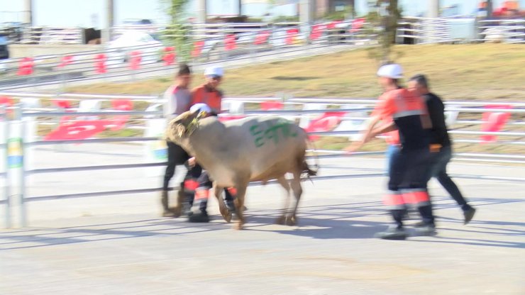 Kurban Yakalama Timleri Göreve Hazır! 15 Gün Eğitim Aldılar