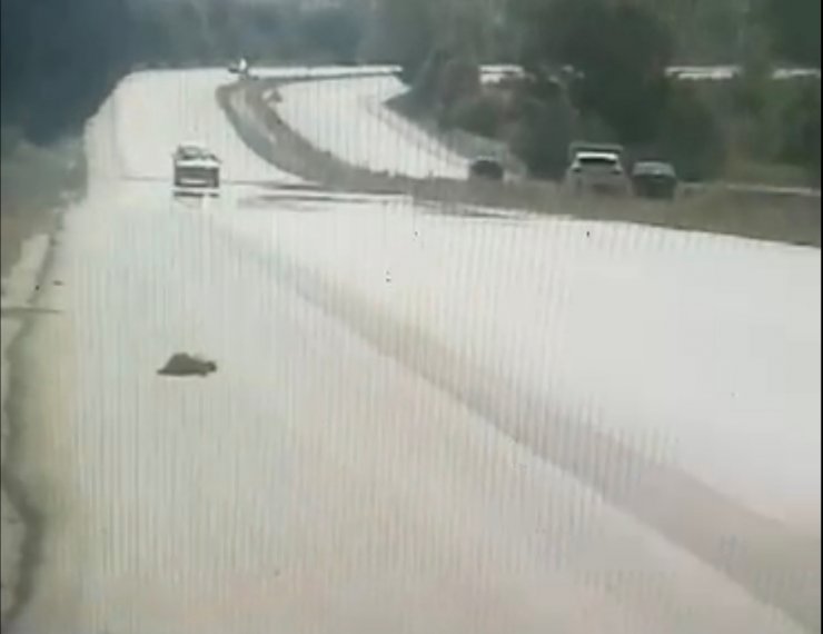 Yola Çıkan Kaplumbağayı Ezilmekten Radar Kurtardı