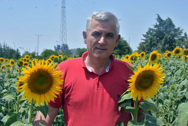 Trakya'nın 'Sarı Gelini' Aşırı Sıcaklıktan Strese Girdi; Dane Sayısı Azalıyor