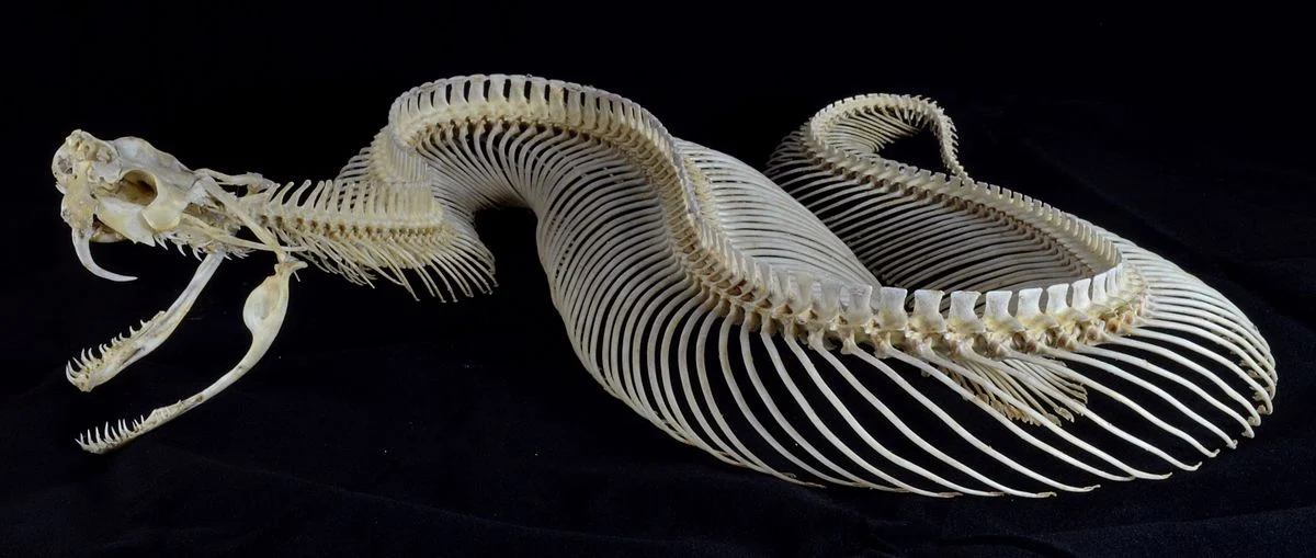 gabonica-complete-skeleton.webp