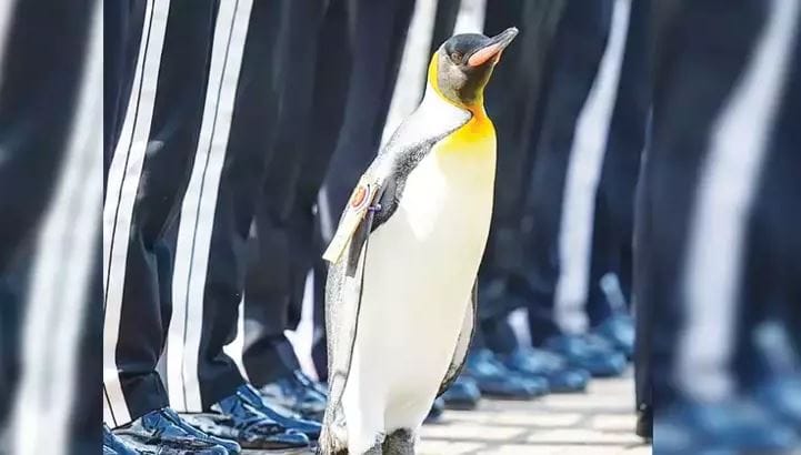 penguen.jpg