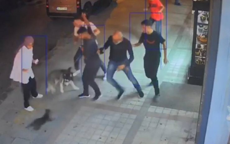Bağcılar'da Esnafın Sahiplendiği Kedi, Sibirya Kurduna Saldırdı