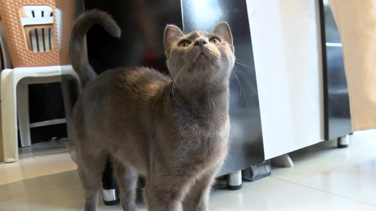 Bağcılar'da Esnafın Sahiplendiği Kedi, Sibirya Kurduna Saldırdı