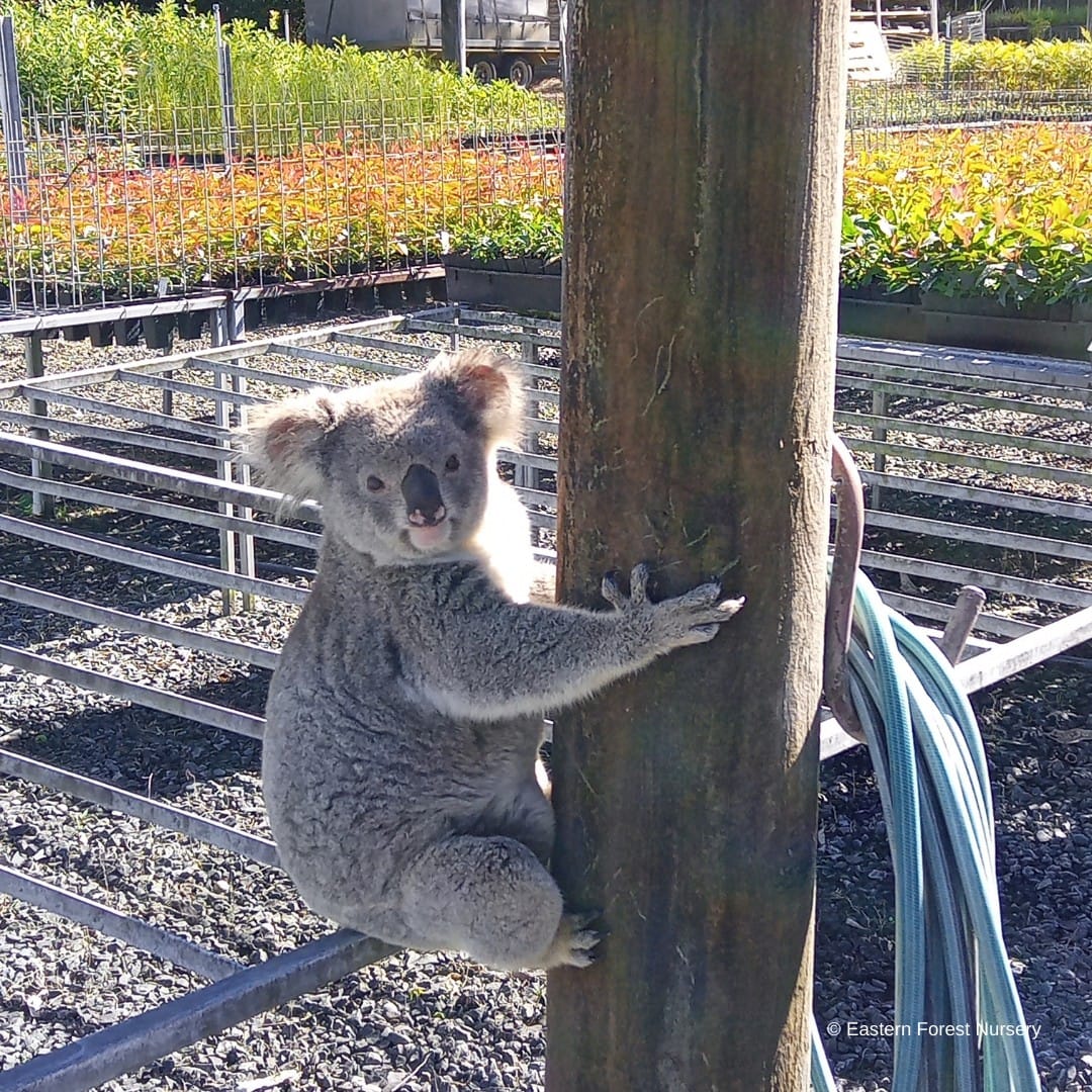 avustralyada-aylardir-fideleri-yiyen-hirsizin-koala-oldugu-ortaya-cikti-3609-dhaphoto3.jpg