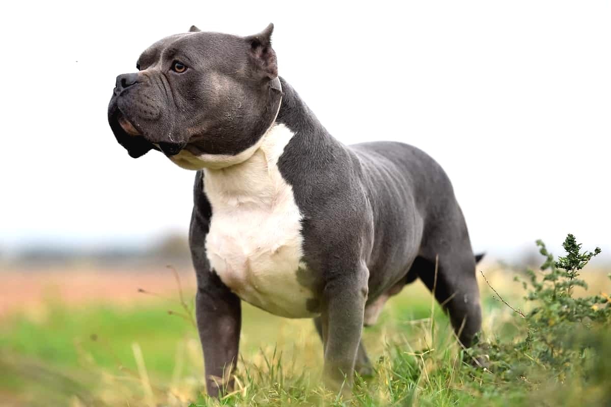 american-bully5-60a96fdb5d87f.jpg