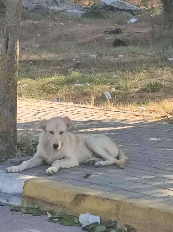 Avcılar'da Sokak Hayvanları Bıçaklanarak Öldürüldü