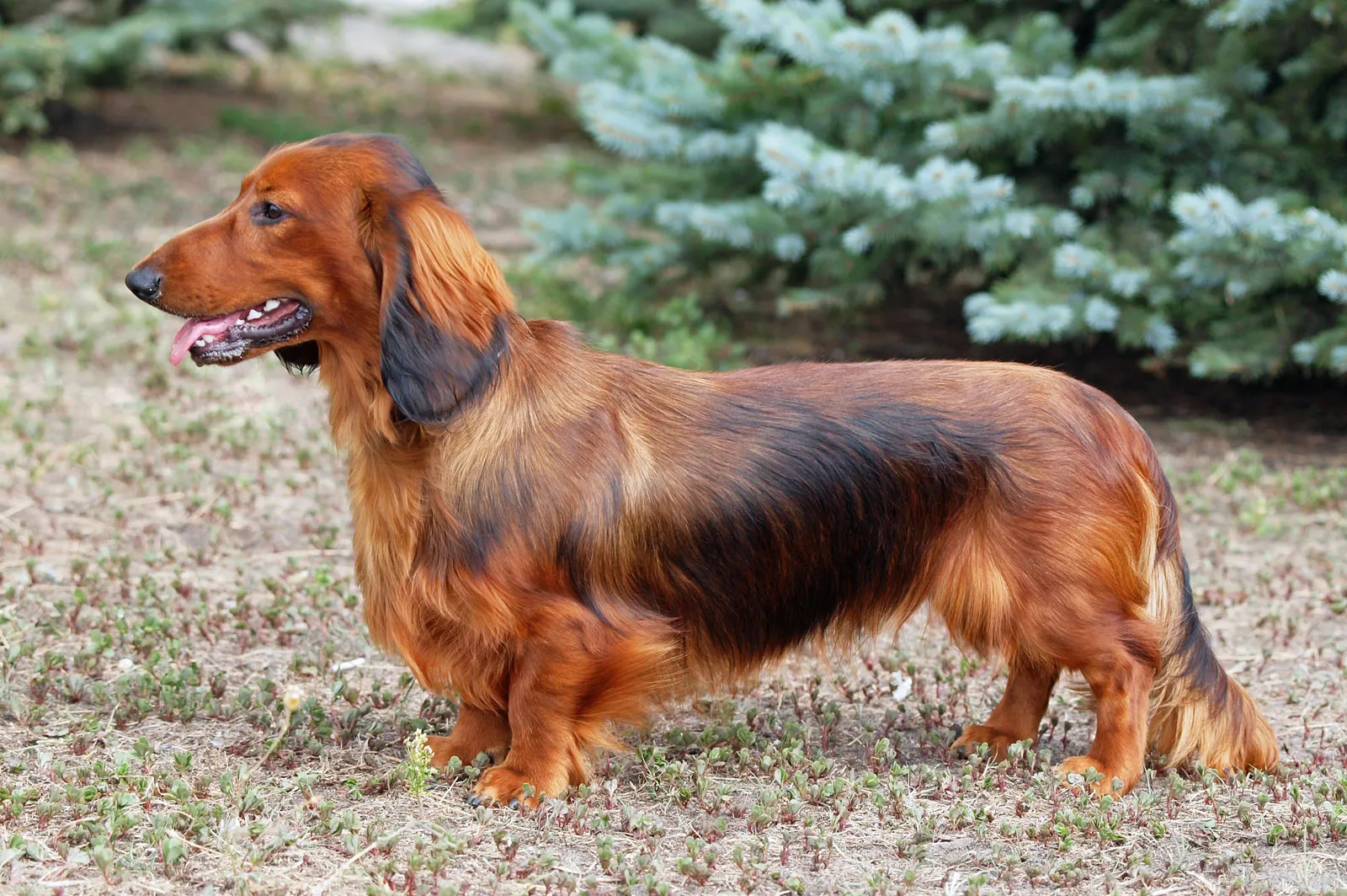 dachshund-dog-long-doat.webp