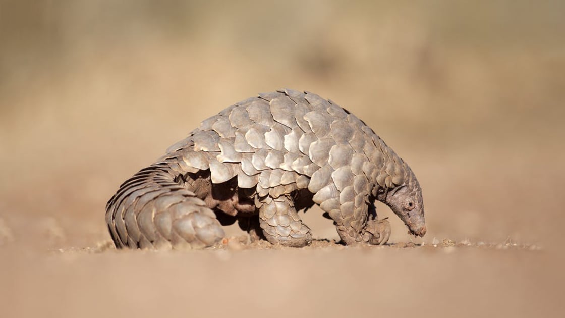 2019-07-pangolin.jpg