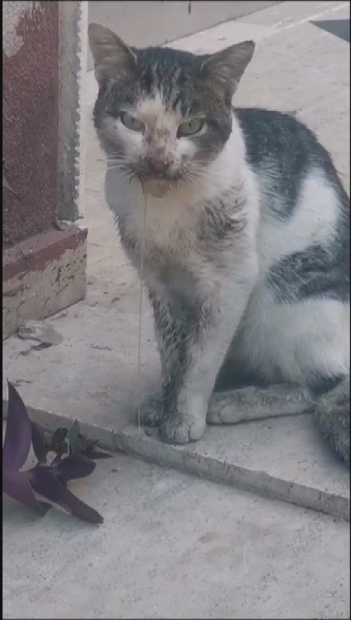 Hınzır Kedi Oltadan Balık Kaptı, Veterinere Zor Yetiştirdiler!