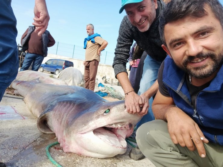 Marmara'da Şaşırtan Görüntü... 4 Metrelik Köpekbalığını Yüzdürerek Kıyıya Getirdi