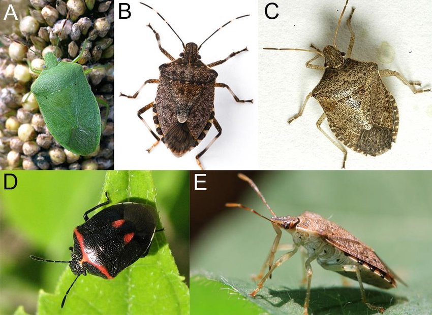 4-stink-bugs-hemiptera-pentatomidae-studied-in-this-thesis-a-nezara-viridula-the.png