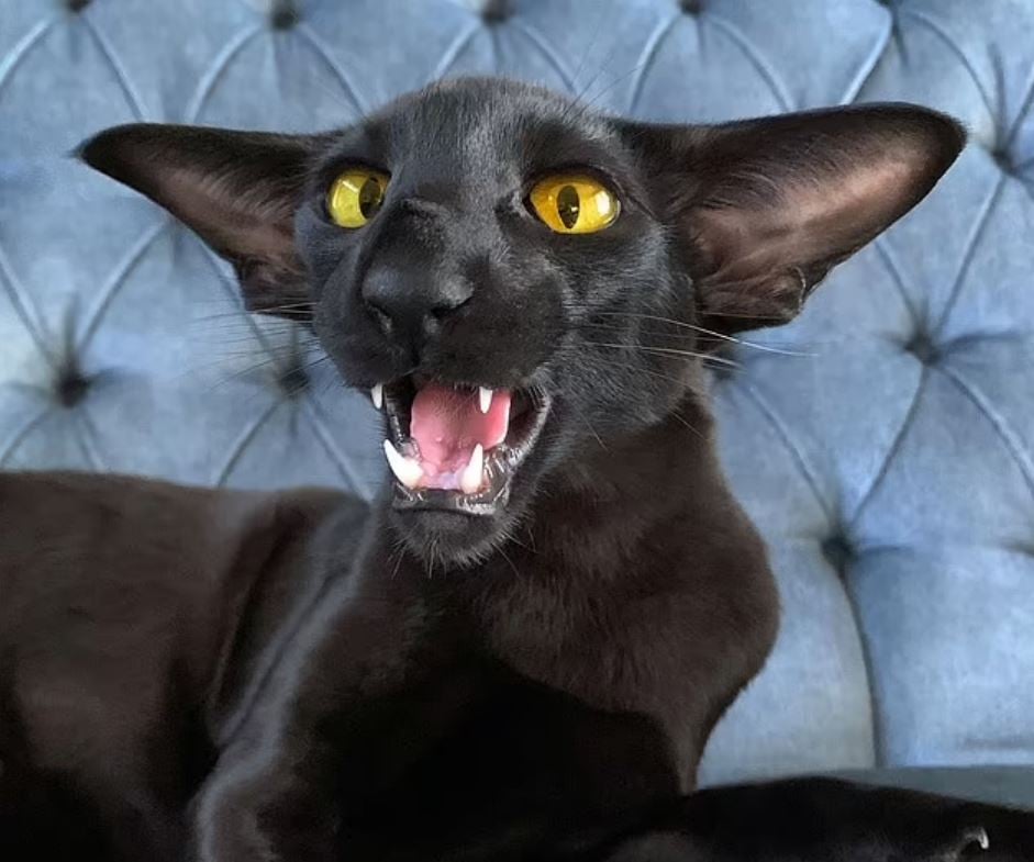 vampir-kedi1.jpg