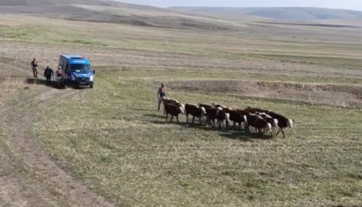 Jandarma Kars'ta Kaybolan 30 İneği Bakın Nasıl Buldu!