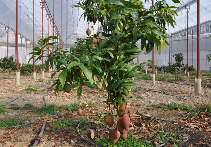 Muz, Mango, Avokado... Türkiye'de Üretimi Yasaklansın Başvurusu