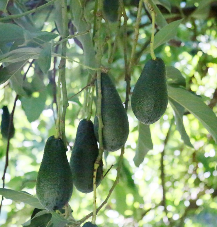 Muz, Mango, Avokado... Türkiye'de Üretimi Yasaklansın Başvurusu