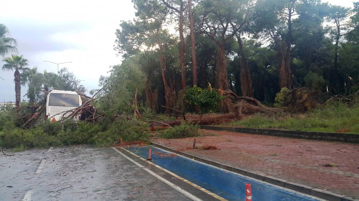 Otel Servisinin Üzerine Ağaç Devrildi: 7 Yaralı