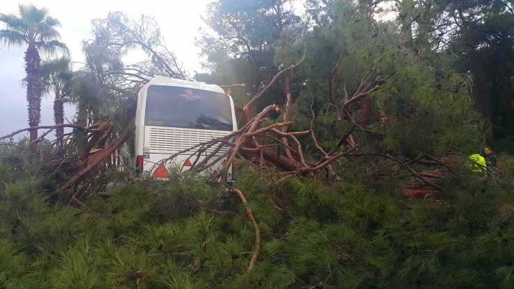 Otel Servisinin Üzerine Ağaç Devrildi: 7 Yaralı