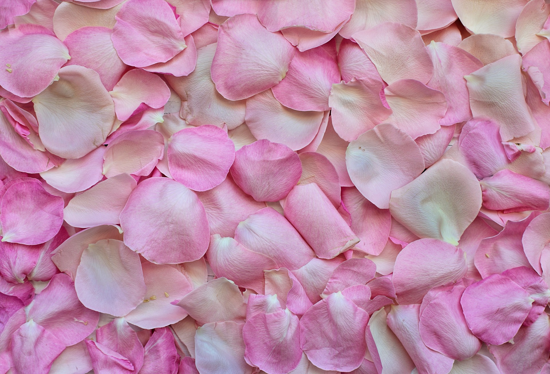 rose-petals-3194062-1920.jpg