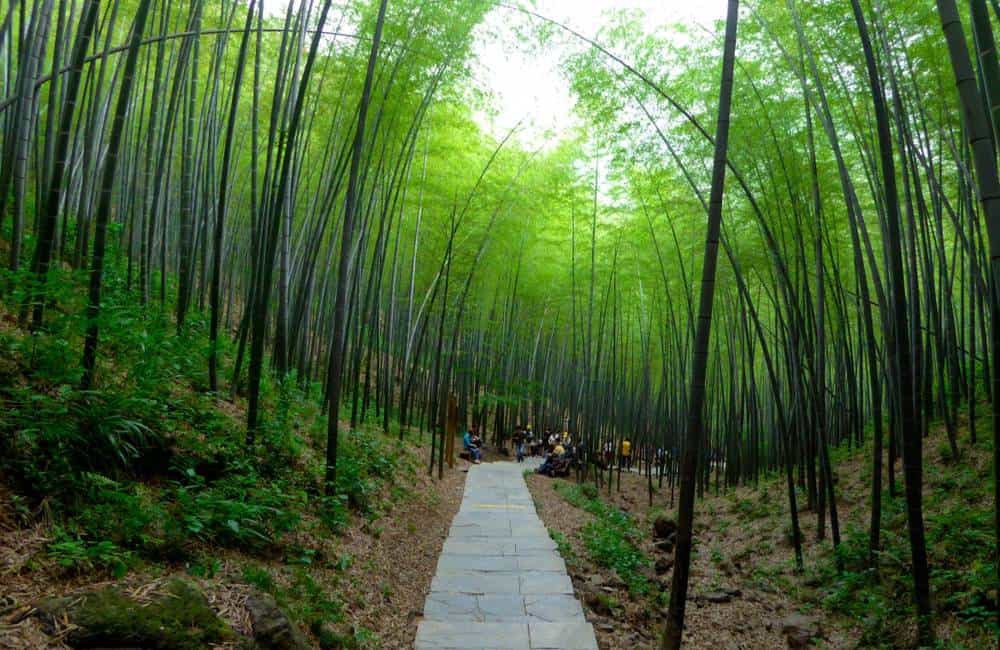 article-image-strangechina-bamboo-sea.jpeg