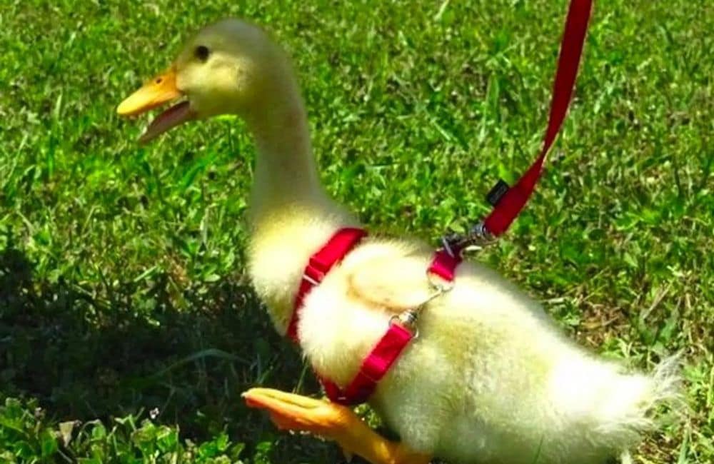article-image-strangechina-ducks-on-leashes.jpeg