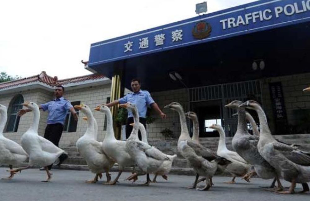 article-image-strangechina-police-geese.jpeg
