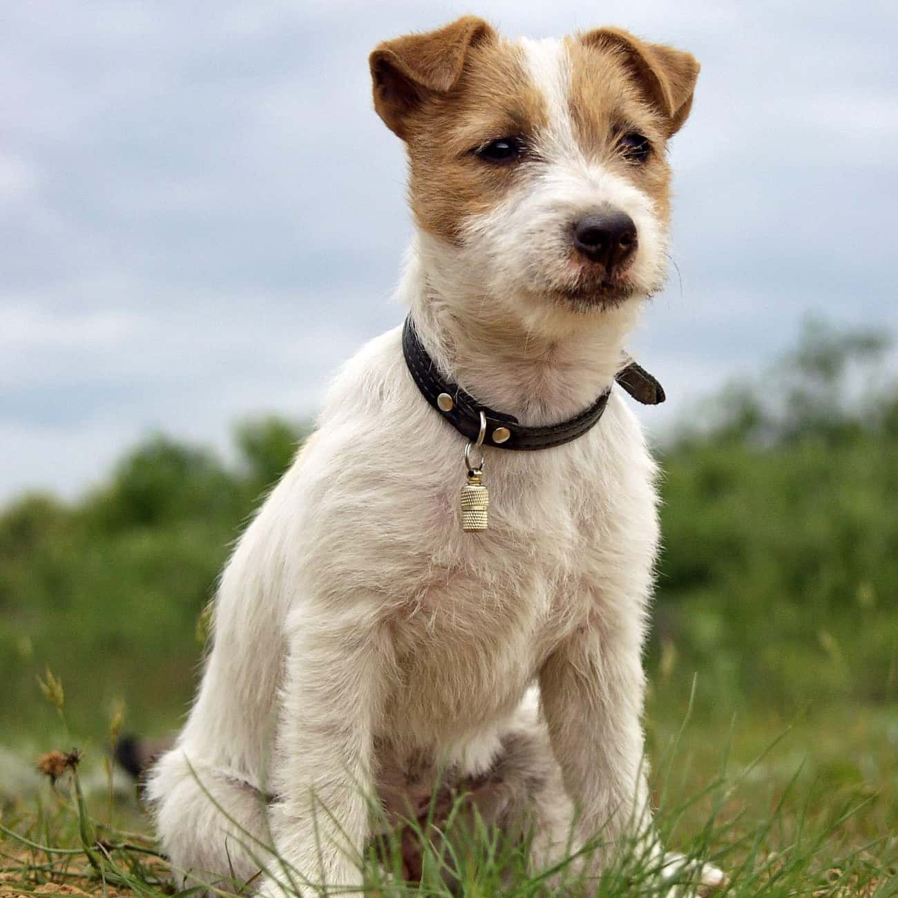 jack-russell-terrier-photo-u10.jpeg